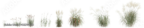 3d illustration of set miscanthus sacchariflorus grass isolated on transparent background