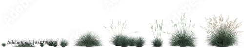 3d illustration of set festuca glauca grass isolated on transparent background