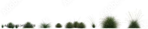 3d illustration of set festuca mairei grass isolated on transparent background