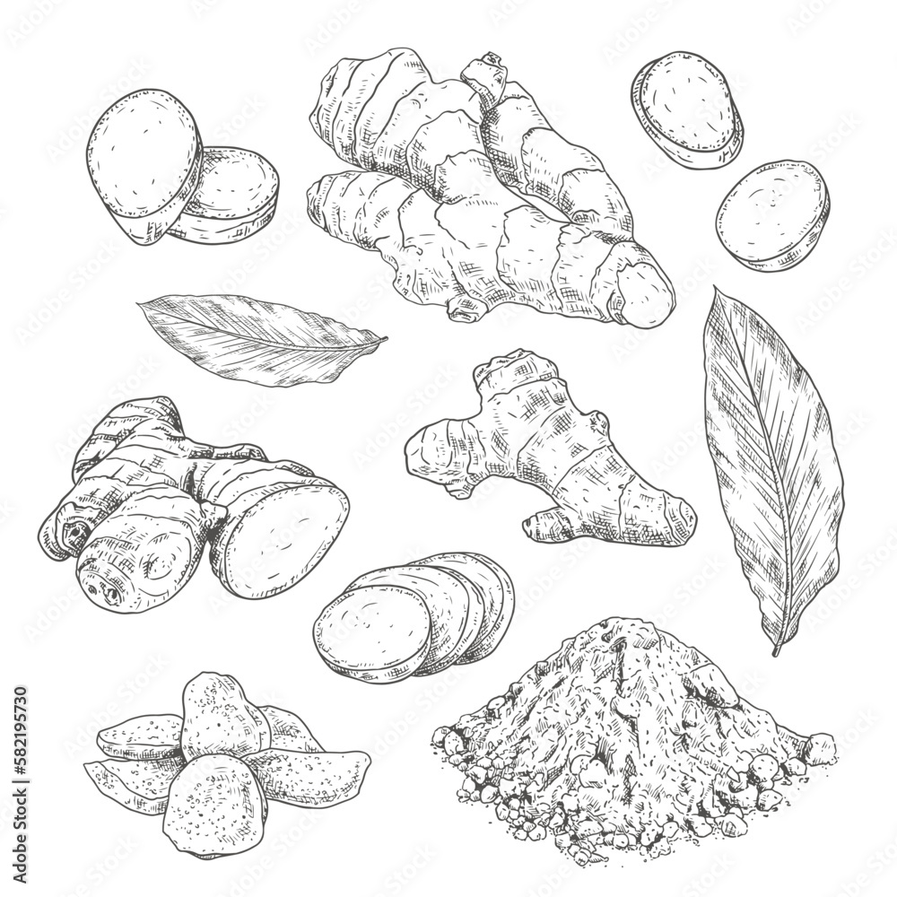 Hand drawn ginger root. Set sketches with whole and sliced ginger, leaves, dried ginger and powder. Vector illustration isolated on white background. Hand drawn ginger root. Set sketches with whole and sliced ginger, leaves, dried ginger and powder. Vector illustration isolated on white background.
