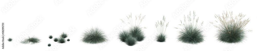 3d illustration of set festuca glauca grass isolated on transparent background, human eye angle