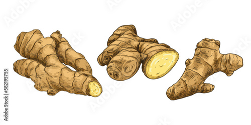 Hand drawn fresh whole ginger root and cut. View from different angles. Vector illustration isolated on white background.