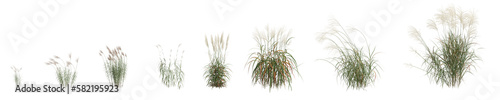 3d illustration of set miscanthus sacchariflorus grass isolated on transparent background  human eye angle