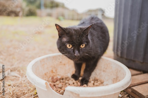 Fototapeta Naklejka Na Ścianę i Meble -  Black cat inside a large white bucket near a planter.