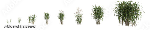 3d illustration of set miscanthus giganteus grass isolated on transparent background, human eye angle photo