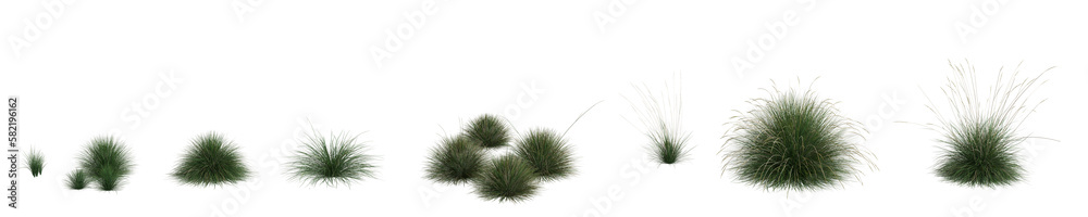 3d illustration of set festuca mairei grass isolated on transparent background, human eye angle