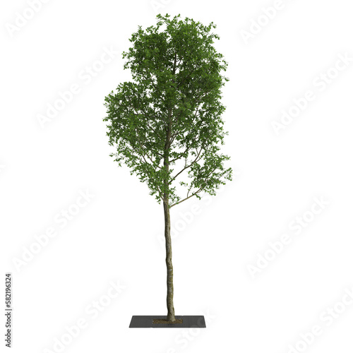 3d illustration of sidewalk tree isolated on transparent background