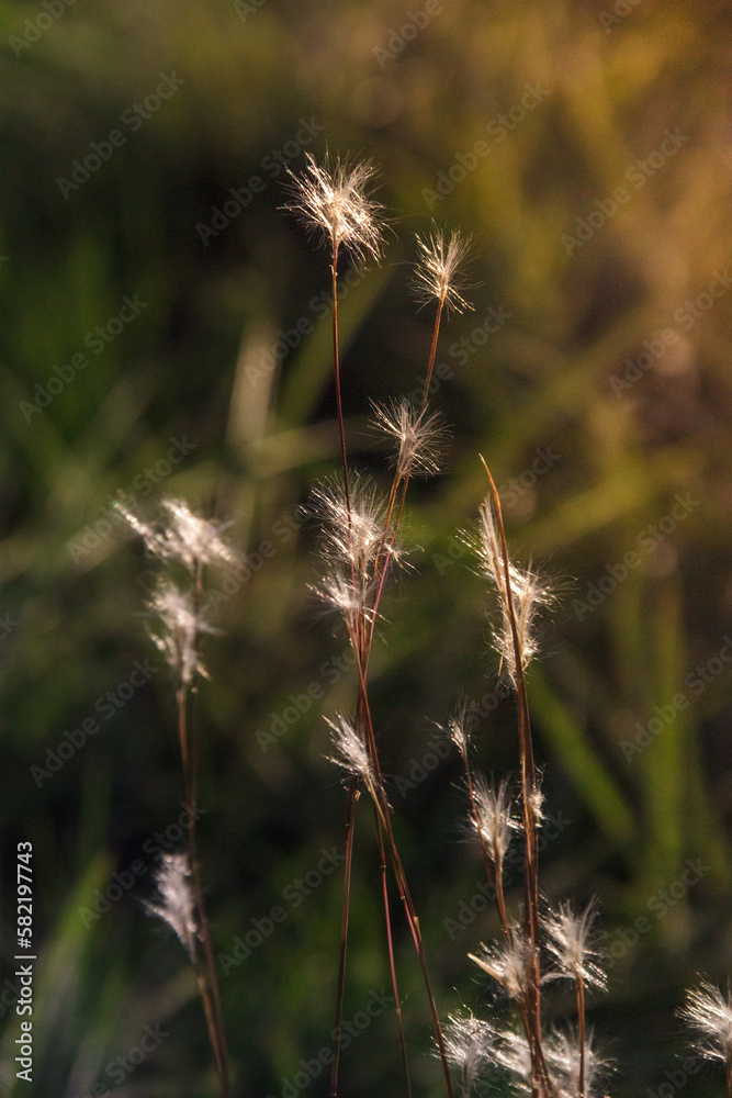dandelion in the grass field with sunlight lights up from the right sunset evening blur