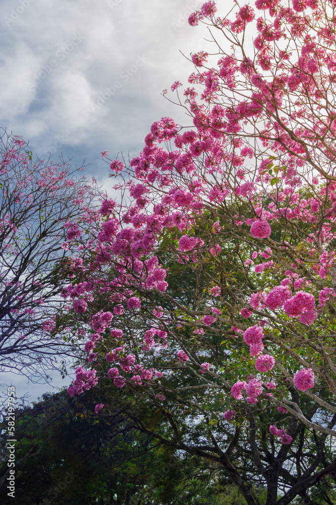 pink blossom in spring blue sky cloudy and green tree on background and branches pink blossom in spring blue sky cloudy and green tree on background and branches