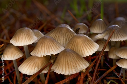 close-up macro shot of a group of brown mushrooms, Mycena vitilis , with dark background