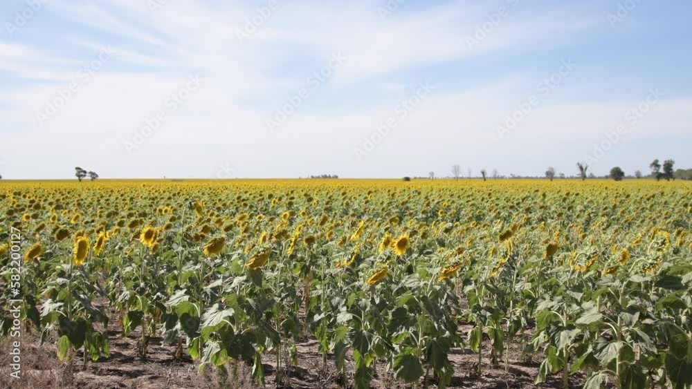 Campo de girasoles un día soleado con viento