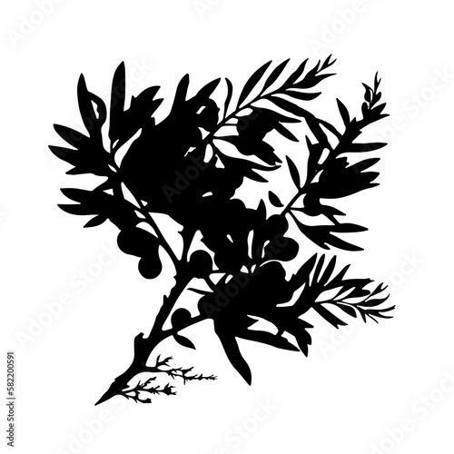 sea buckthorn branch, illustration