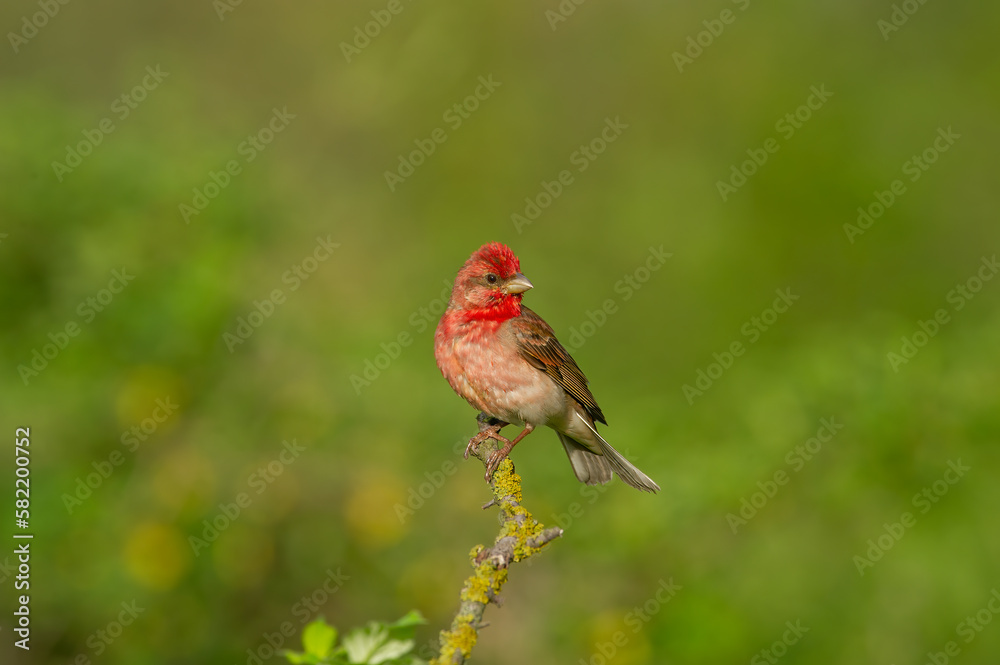 Common Rosefinch, one of the most beautiful birds of Turkey and the city of Bolu.