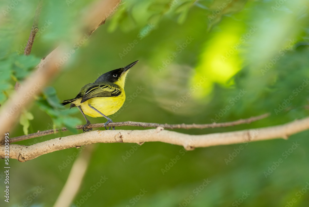 Obraz premium Common Tody-flycatcher - Todirostrum cinereum, beautiful small yelow and black perching bird from Latin America forests and woodlands, Panama.