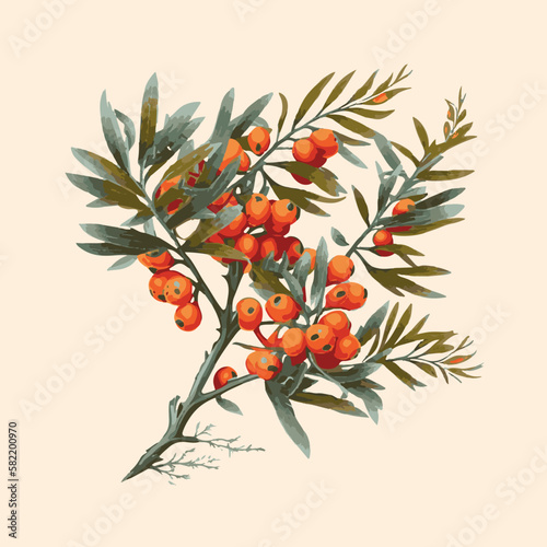 sea buckthorn branch, illustration