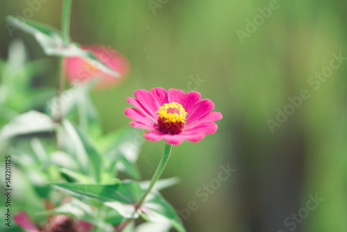 Graceful zinnia flower blooming against green background on summer day macro photography. Blooming zinnia with purple petals close-up shot in summer.