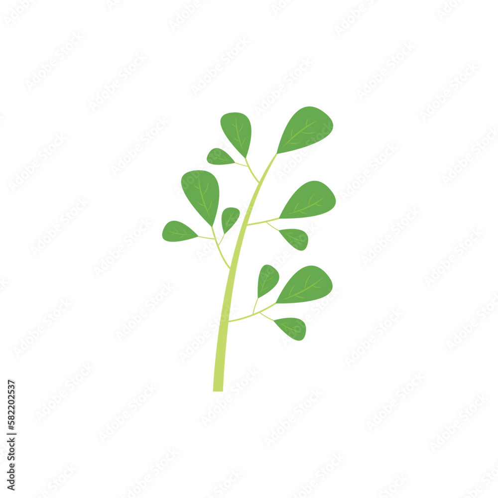 Green Natural Moringa Leaf Logo Template Isolated on White Background. Green Natural Moringa Leaf Logo Template Isolated on White Background.
