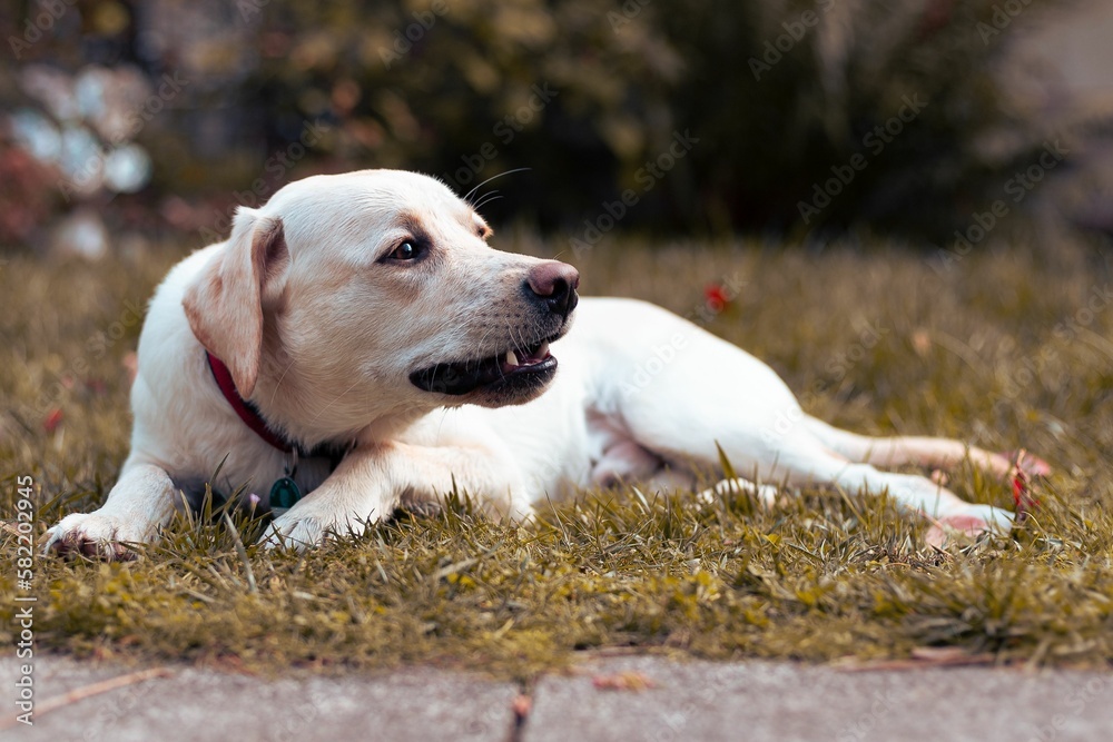 Cute Labrador dog lying on grass in a garden