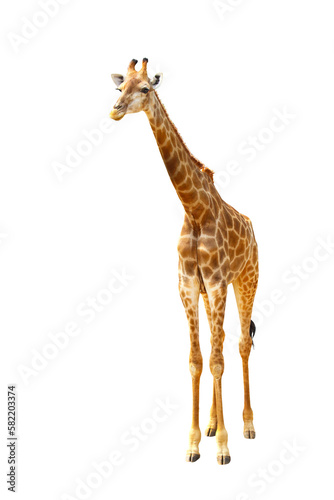 Giraffe walking isolated on transparent background. Clipping path 