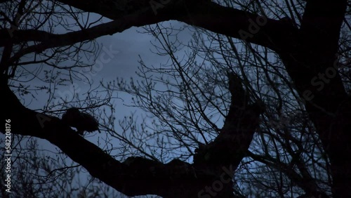 Flaco The Famous Eurasian Eagle-Owl Flies From A Branch In Central Park, New York City, Before Going Out Hunting photo