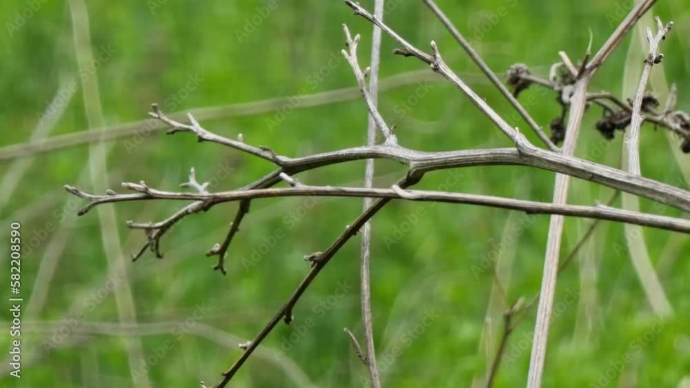 Dry stalks of thistle on a blurred green grass background are swaying in the wind. Close-up. Dry stalks of thistle on a blurred green grass background are swaying in the wind. Close-up.