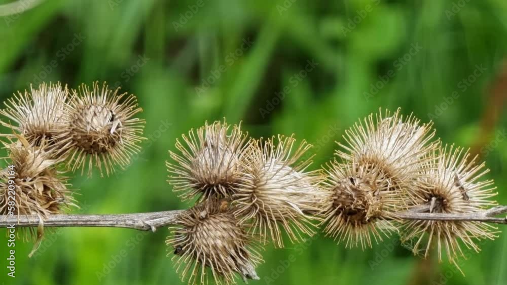 Dry thistle seeds on the stem are wrapped in a web. Close-up. Clear day. Dry thistle seeds on the stem are wrapped in a web. Close-up. Clear day.