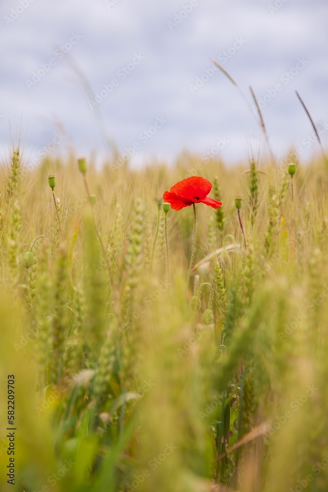 Fototapeta premium Vertical shot of a red poppy self-seeding (Papaver rhoeas) flower in the field