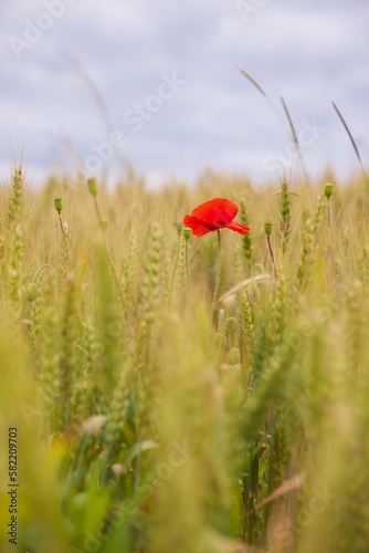Vertical shot of a red poppy self-seeding (Papaver rhoeas) flower in the field © Laurent Renault/Wirestock Creators