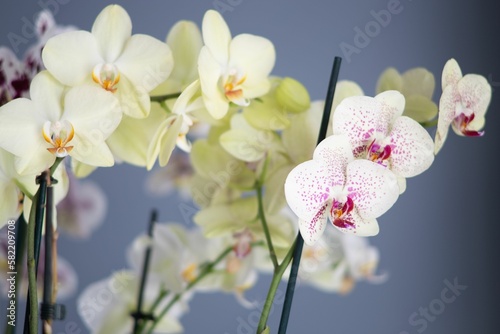 Selective focus of Pleasant phalaenopsis  Phalaenopsis amabilis  flowers on a grey background