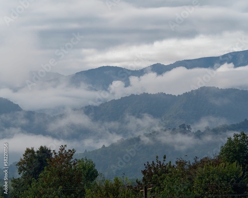 Aerial view of forest with dense trees