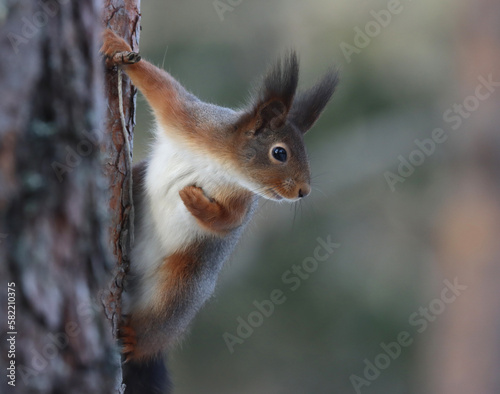 Photography Squirrel