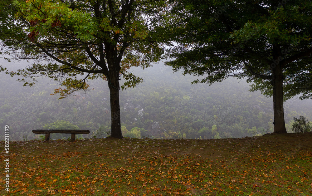 bench in autumn with tress and orange leaves