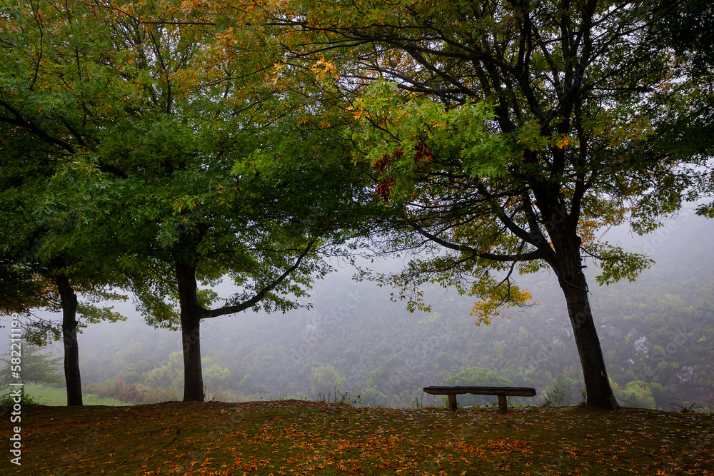 bench in autumn with orange leaves