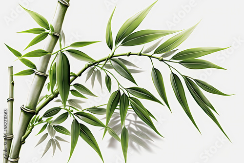 Bamboo realistic and white background, Generative AI