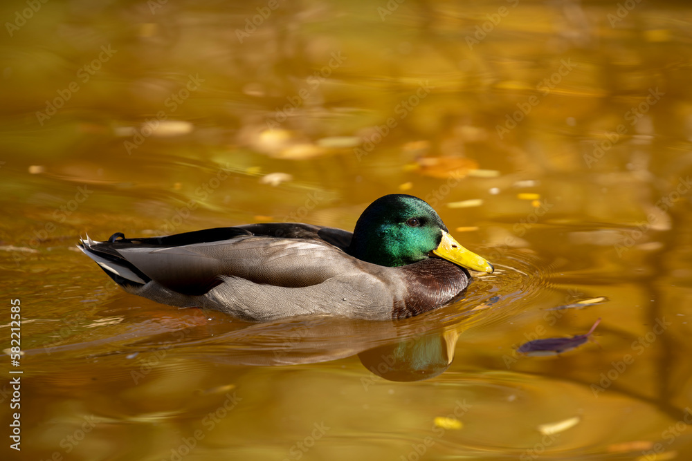 Obraz premium Male duck