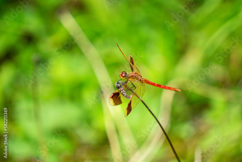 red dragonfly  © yakitubusi