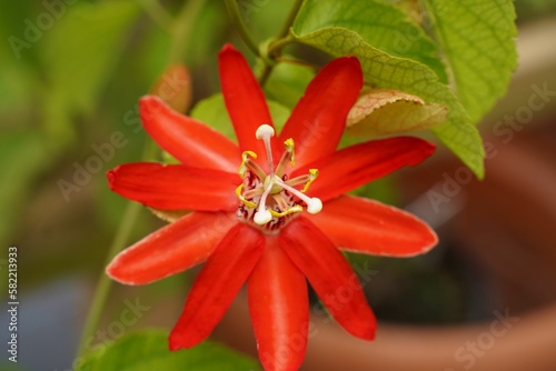 Closeup top view of a red Passiflora Coccinea flower in a garden photo