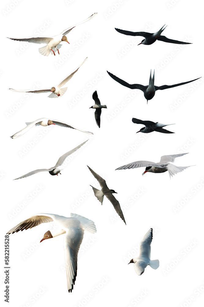 Fototapeta premium Collection of seagulls birds flying isolated on empty background. Birds sets isolated. Group of seagulls