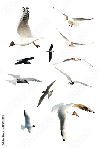 Collection of seagulls birds flying isolated on empty background. Birds sets isolated. Group of seagulls © Alex Vog
