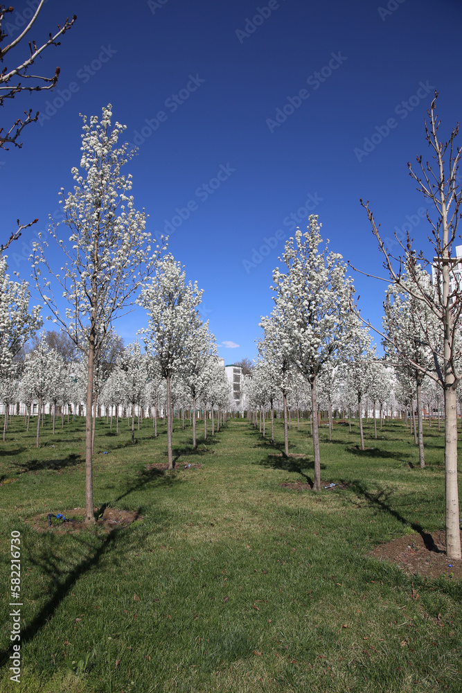 young cherry orchard in bloom young cherry orchard in bloom