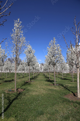 young cherry orchard in bloom