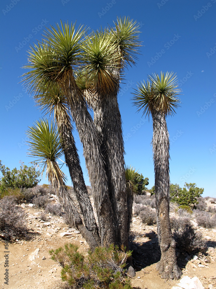 joshua tree national park