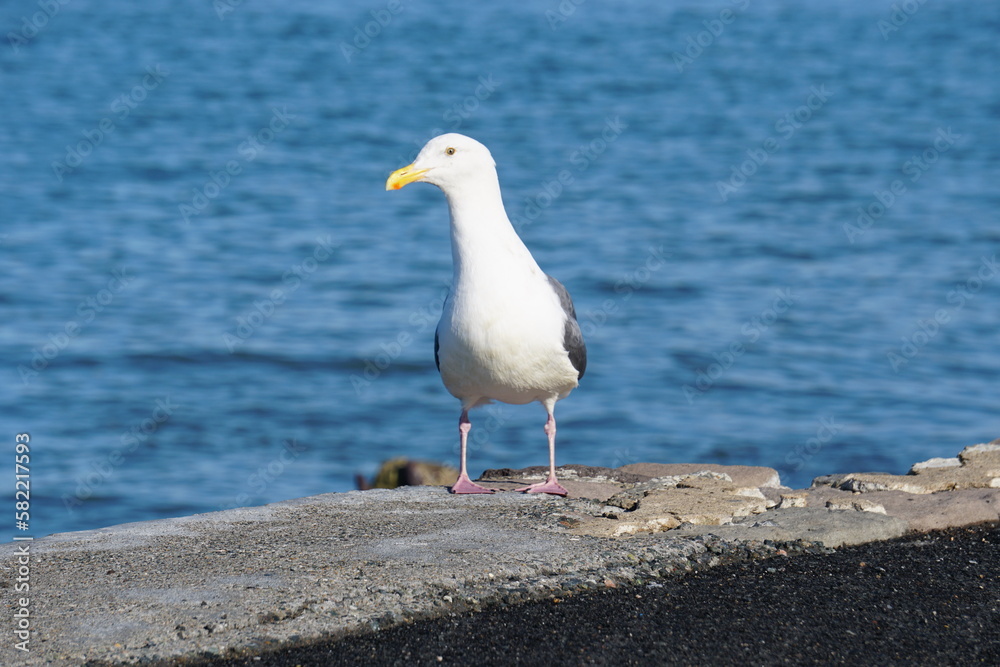 Obraz premium seagull on the beach