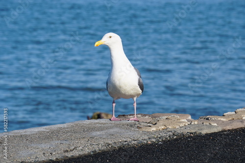 seagull on the beach