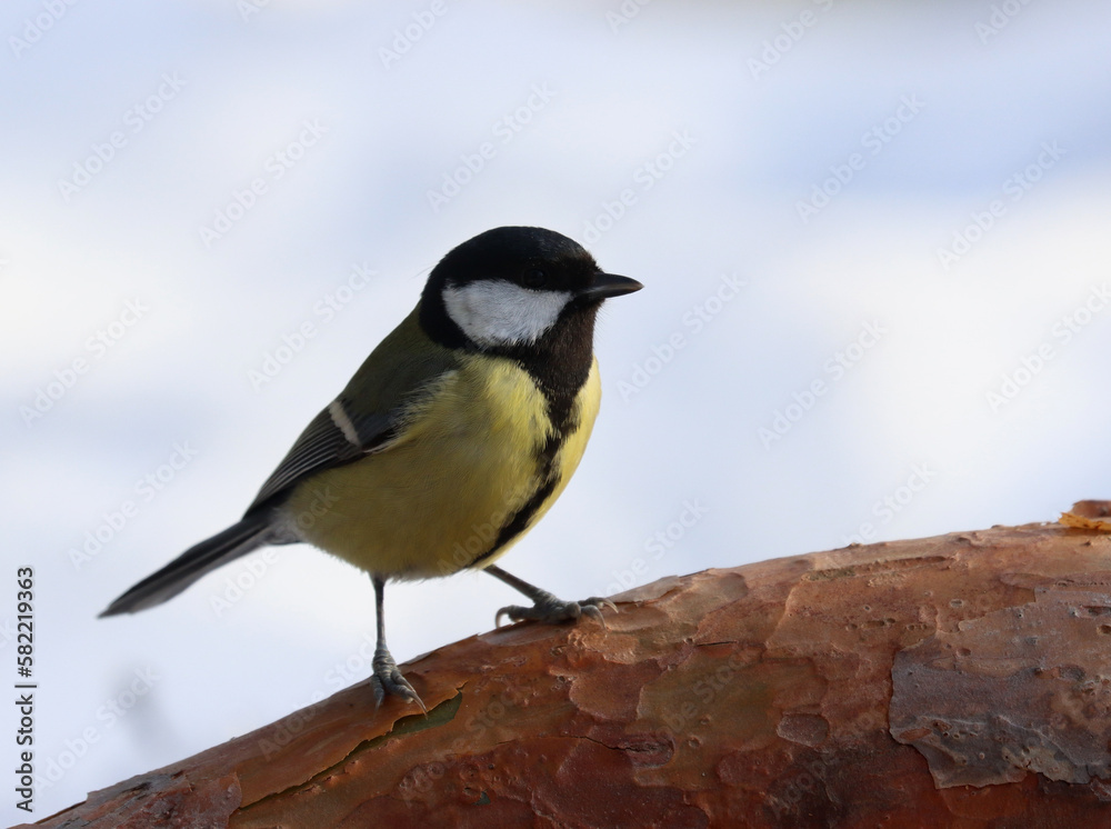 Obraz premium Great tit