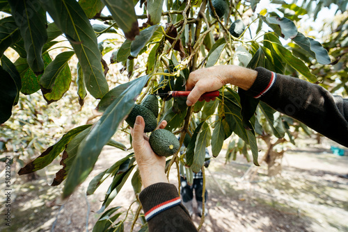 Harvesting hass avocados. Farmer cutting the avocado stick from the tree with pruning shears. Avocado harvest season in a Vélez-Málaga field, Málaga, Spain