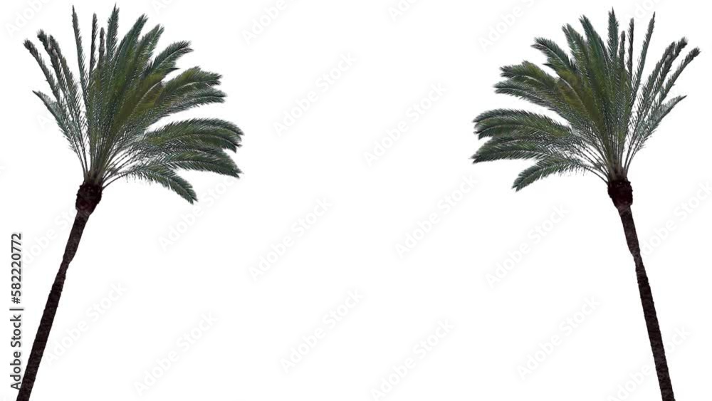 Palm trees in the wind, cropped on white background and bluescreen chroma key, 4K