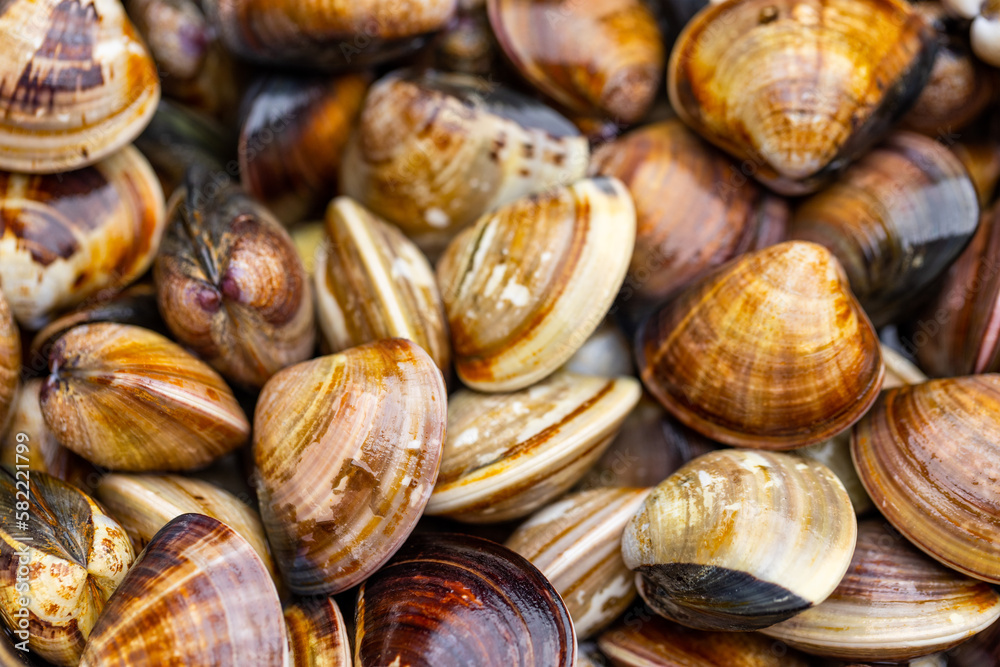 Fresh raw uncooked clam for hot pot