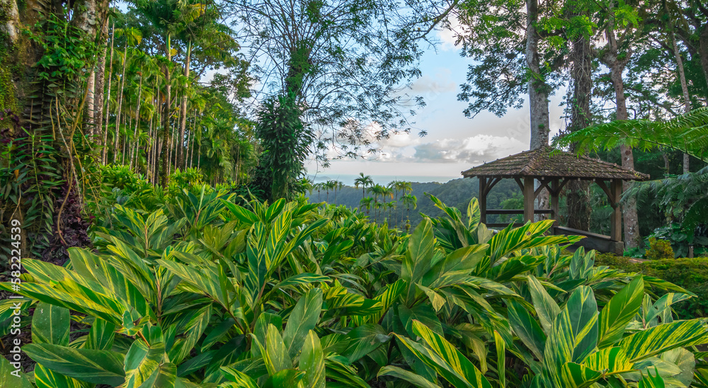 Jardins de la Balata à Fort-De-France, Martinique. Jardins exotique des Antilles Françaises. Jardins de la Balata à Fort-De-France, Martinique. Jardins exotique des Antilles Françaises.