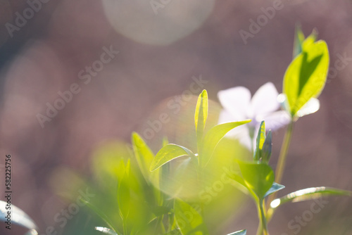 Spring flowers close up. Blurred background